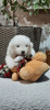 Photo №1. samoyed dog - for sale in the city of Sremska Mitrovica | negotiated | Announcement № 37414