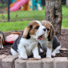 Photo №1. beagle - for sale in the city of Франкфурт-на-Майне | 350$ | Announcement № 117605