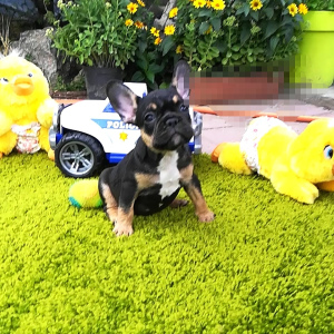 Photo №1. french bulldog - for sale in the city of Kiev | 11$ | Announcement № 4128