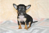 Photo №2 to announcement № 116441 for the sale of non-pedigree dogs - buy in Germany private announcement