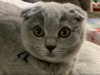 Photo №1. scottish fold - for sale in the city of Helsinki | 898$ | Announcement № 50680