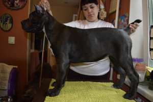 Photo №2 to announcement № 2696 for the sale of cane corso - buy in Russian Federation from nursery, breeder