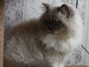 Photo №2 to announcement № 6122 for the sale of british longhair - buy in Russian Federation from nursery, breeder