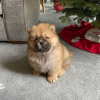 Photo №1. chow chow - for sale in the city of Berlin | Is free | Announcement № 125082