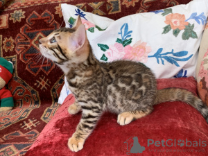 Photo №2 to announcement № 7222 for the sale of bengal cat - buy in Russian Federation breeder