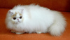 Photo №2 to announcement № 101840 for the sale of persian cat - buy in Romania private announcement, breeder