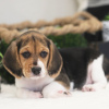 Photo №1. beagle - for sale in the city of Салоники | 650$ | Announcement № 50210