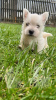 Additional photos: West highland white terrier puppies