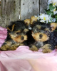 Photo №1. yorkshire terrier - for sale in the city of Hannover | 260$ | Announcement № 46172