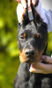 Photo №2 to announcement № 98472 for the sale of dobermann - buy in Serbia breeder