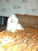 Photo №1. german spitz - for sale in the city of Torzhok | 205$ | Announcement № 8369