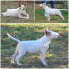 Photo №2 to announcement № 13706 for the sale of bull terrier - buy in Russian Federation 