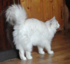 Photo №2 to announcement № 43355 for the sale of ragdoll - buy in Russian Federation from nursery, breeder