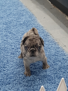 Photo №1. pug - for sale in the city of Стамбул | 2613$ | Announcement № 6809