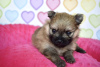 Photo №4. I will sell pomeranian in the city of Grodków. breeder - price - Is free