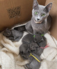 Photo №4. I will sell russian blue in the city of Калифорния Сити.  - price - negotiated