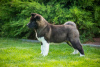 Photo №3. American Akita puppies. Ukraine