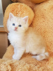 Photo №2 to announcement № 75885 for the sale of maine coon - buy in Netherlands private announcement, from nursery