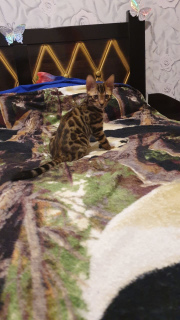 Photo №2 to announcement № 6675 for the sale of bengal cat - buy in Russian Federation private announcement