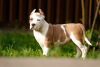 Photo №2 to announcement № 19822 for the sale of american staffordshire terrier - buy in Poland breeder