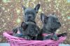 Photo №2 to announcement № 125188 for the sale of french bulldog - buy in Germany private announcement