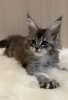 Photo №1. maine coon - for sale in the city of Permian | 456$ | Announcement № 97152
