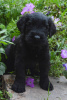 Photo №2 to announcement № 78417 for the sale of giant schnauzer - buy in Ukraine from nursery