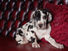 Photo №1. great dane - for sale in the city of Vienna | 317$ | Announcement № 75998