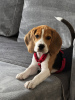 Photo №1. beagle - for sale in the city of Krakow | 252$ | Announcement № 123066