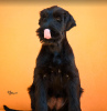 Photo №1. giant schnauzer - for sale in the city of Ниш | negotiated | Announcement № 122222