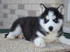 Photo №2 to announcement № 44312 for the sale of siberian husky - buy in United States private announcement