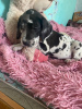 Photo №4. I will sell great dane in the city of Labinsk. private announcement - price - 405$