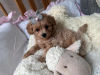 Photo №3. Super lower girl Maltipoo f1 min, delivery, bargaining, maltipoo f1. Ukraine