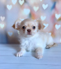 Photo №2 to announcement № 104802 for the sale of chihuahua - buy in Germany private announcement, breeder