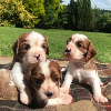 Photo №4. I will sell cavalier king charles spaniel in the city of Berlin.  - price - Is free
