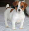 Photo №1. jack russell terrier - for sale in the city of Tel Aviv | 1000$ | Announcement № 50407