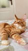 Photo №4. I will sell maine coon in the city of Анталья. from nursery, breeder - price - 1585$