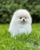 Photo №4. I will sell pomeranian in the city of Leipzig. private announcement - price - 280$