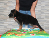 Additional photos: German shepherd puppies 2-3 months from the kennel