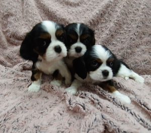 Additional photos: Cavalier King Charles Spaniel Puppies
