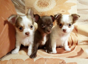 Photo №2 to announcement № 2181 for the sale of chihuahua - buy in Russian Federation from nursery, breeder