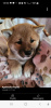 Additional photos: Shiba Inu, ZKwP records