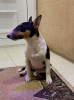 Photo №2 to announcement № 37515 for the sale of bull terrier - buy in Serbia private announcement
