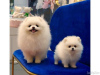Photo №1. pomeranian - for sale in the city of Riyadh | negotiated | Announcement № 11107