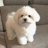 Photo №3. Maltese puppies of 8 weeks available. United States