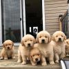 Photo №3. Healthy cute adorable and socialized Golden retriever puppies available. Germany