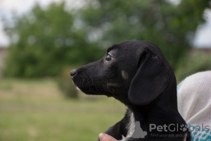 Photo №2 to announcement № 7289 for the sale of non-pedigree dogs - buy in Russian Federation private announcement
