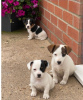 Photo №1. jack russell terrier - for sale in the city of Łeba | 414$ | Announcement № 13563