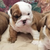 Photo №2 to announcement № 38255 for the sale of english bulldog - buy in Germany private announcement