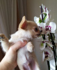 Photo №1. chihuahua - for sale in the city of Munich | 316$ | Announcement № 105037